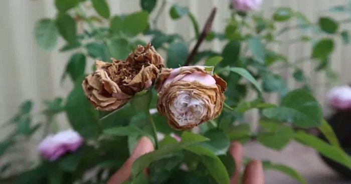 Cách trị vết thâm vùng kín