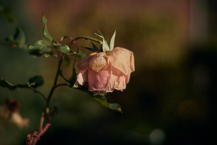 Giảm thâm vùng kín