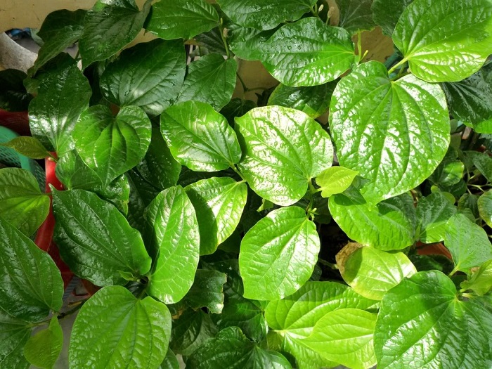 Trị thâm vùng kín bằng lá trầu không