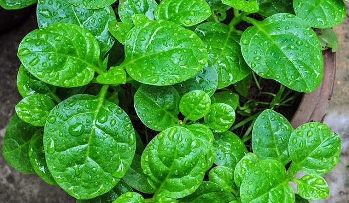 Cách trị nám bằng lá mồng tơi Cách trị nám bằng lá mồng tơi