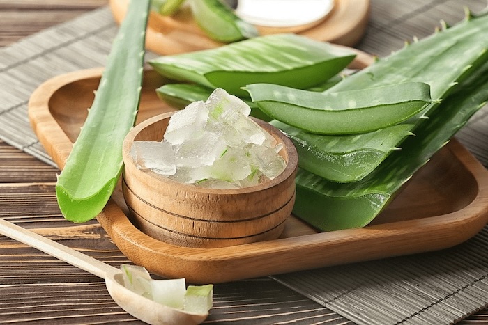 Chữa nám da bằng cây lô hội