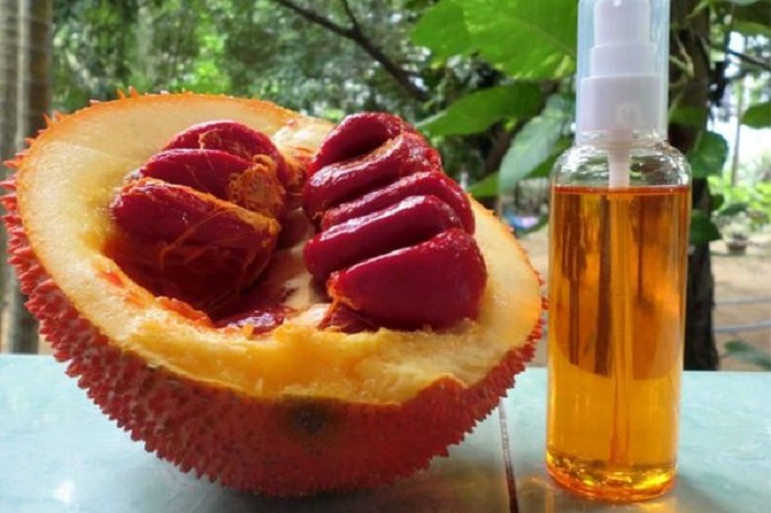 Trị nám bằng hạt gấc