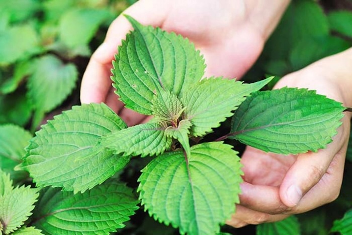 Cách trị nám bằng cây tía tô