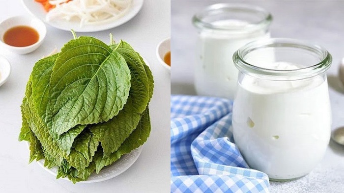 Cách trị nám bằng lá tía tô và sữa chua