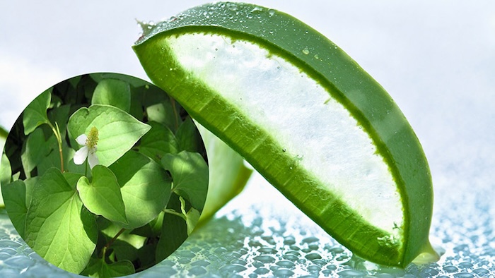 Cách trị nám bằng nha đam và rau diếp cá