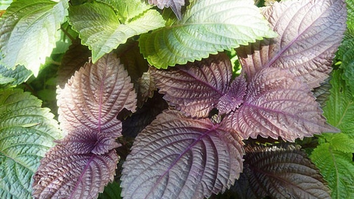 Cách trị nám bằng rau tía tô