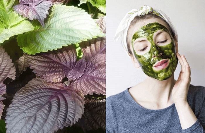 Cách trị nám chân sâu bằng lá tía tô