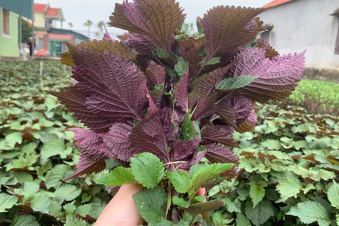 Hướng dẫn cách trị nám bằng lá tía tô Hướng dẫn cách trị nám bằng lá tía tô