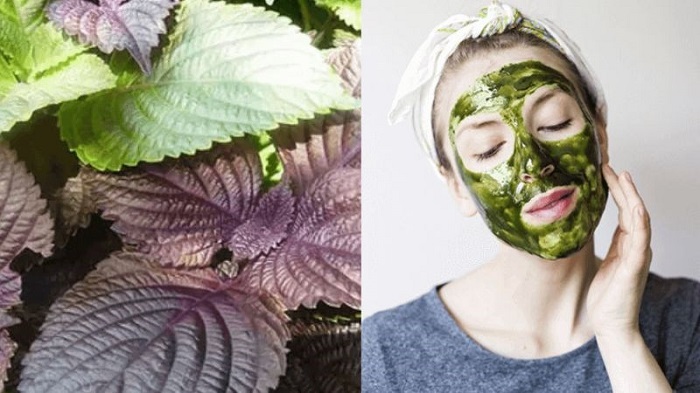 Lá tía tô có trị nám được không