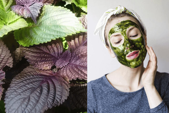 Mặt nạ lá tía tô trị nám Mặt nạ lá tía tô trị nám