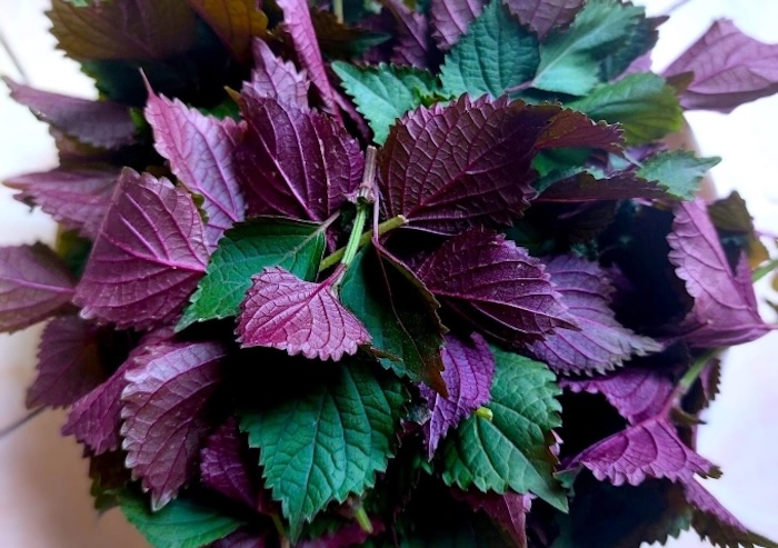 Tác dụng của la tía tô trị nám Tác dụng của la tía tô trị nám