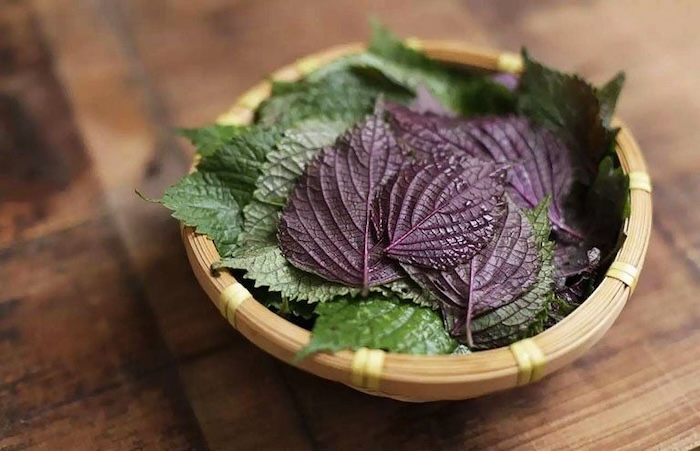 Tía tô chữa nám