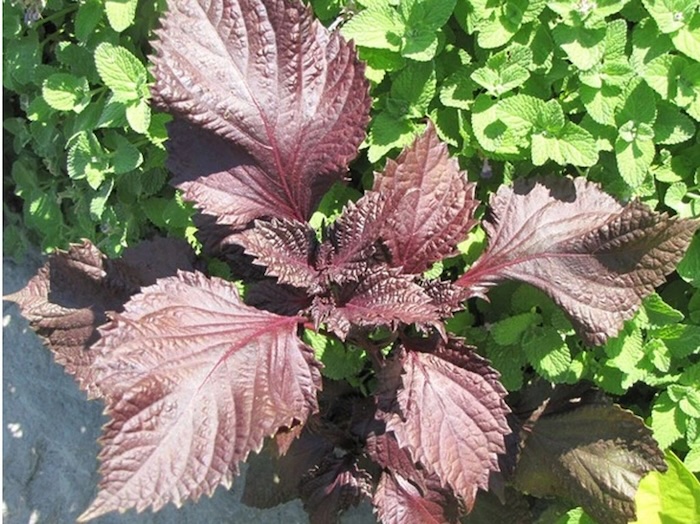 Trị nám bằng lá tía tô