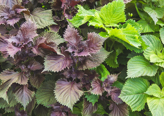 Trị nám bằng lá tía tô có hiệu quả không