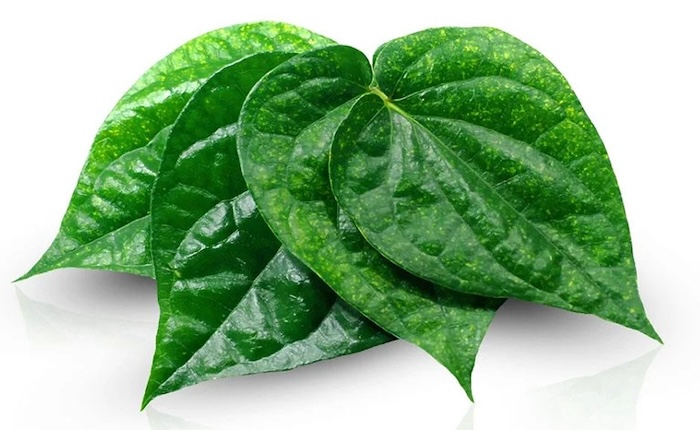 Trị nám bằng lá trầu không Trị nám bằng lá trầu không