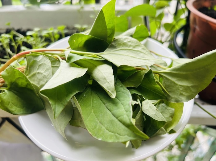 Trị nám bằng rau diếp cá