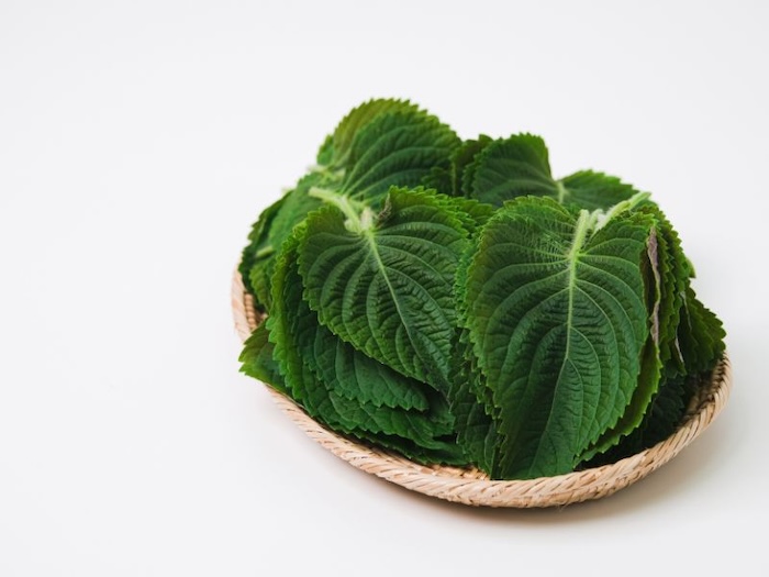 Trị thâm nám bằng lá tía tô Trị thâm nám bằng lá tía tô