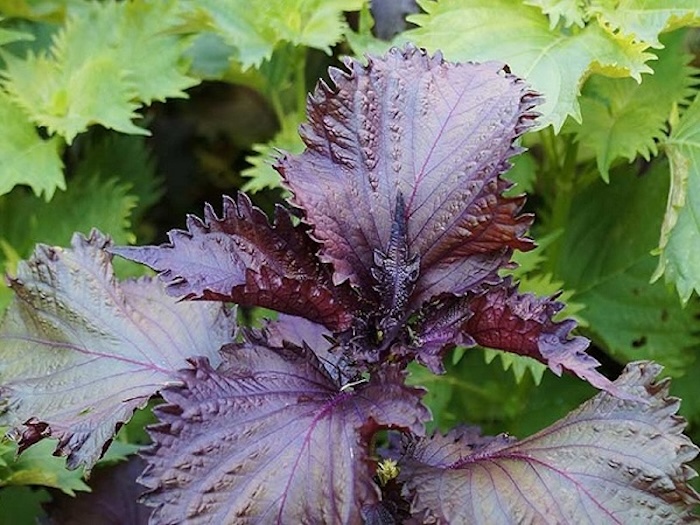 Cách trị nám từ lá tía tô