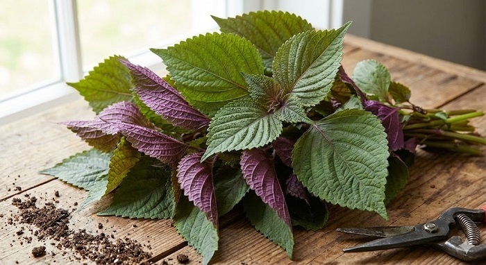 Cách đắp mặt nạ tía tô trị nám