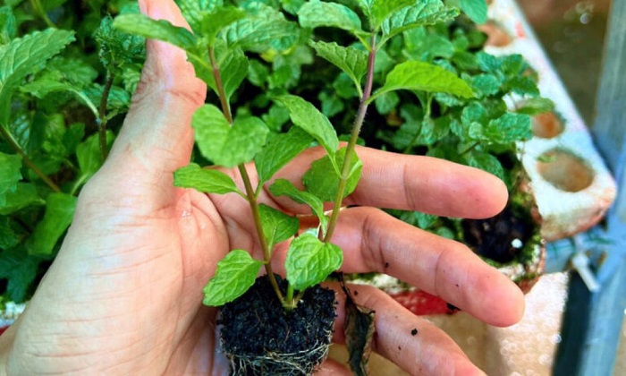 Cách trị nám bằng rau húng lủi