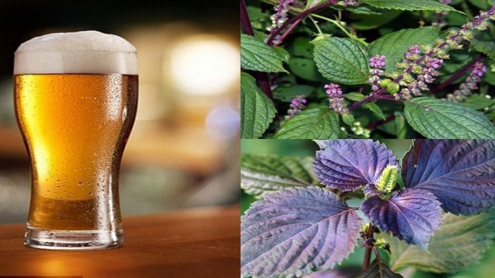 Công thức nấu lá tía tô với bia trị nám