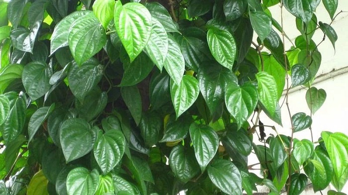 Trị nám bằng lá trầu xanh