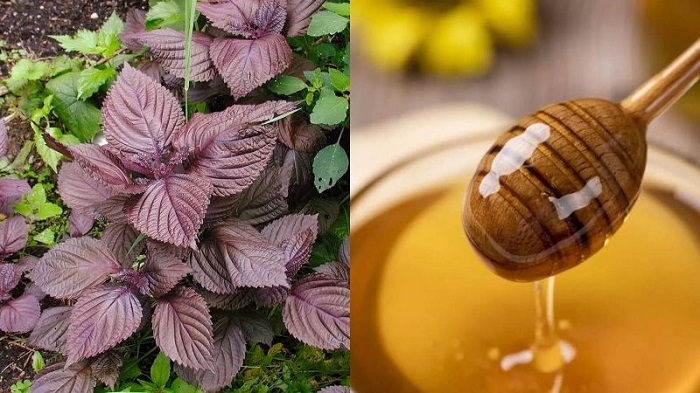 Cách trị nám bằng lá tía tô và mật ong Cách trị nám bằng lá tía tô và mật ong