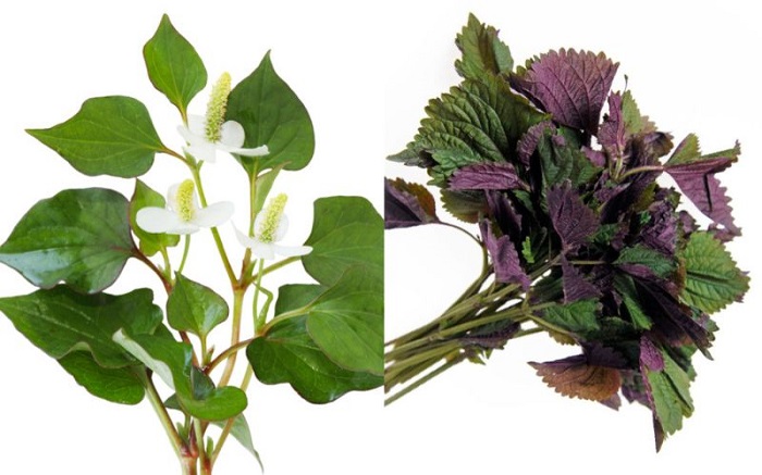 Trị nám bằng lá tía tô và rau diếp cá