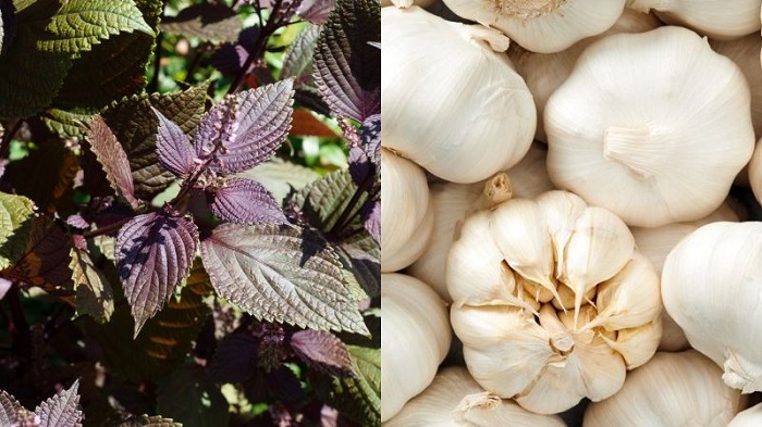 Cách trị nám bằng lá tía tô và tỏi Cách trị nám bằng lá tía tô và tỏi