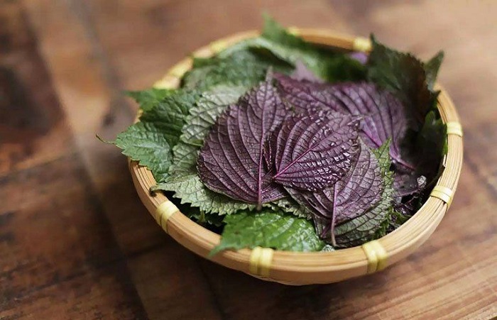 Tía tô có chữa được nám không Tía tô có chữa được nám không