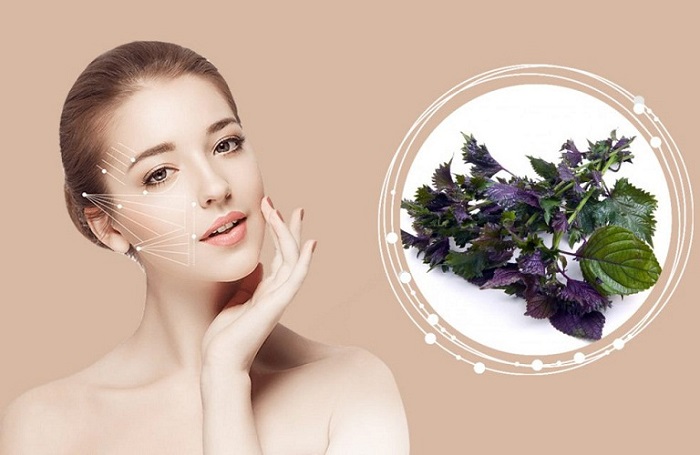 Trị mụn nám bằng lá tía tô