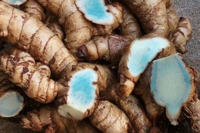 Trị nám bằng nghệ đen Trị nám bằng nghệ đen